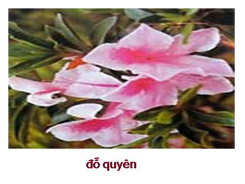 hoa đỗ quyên