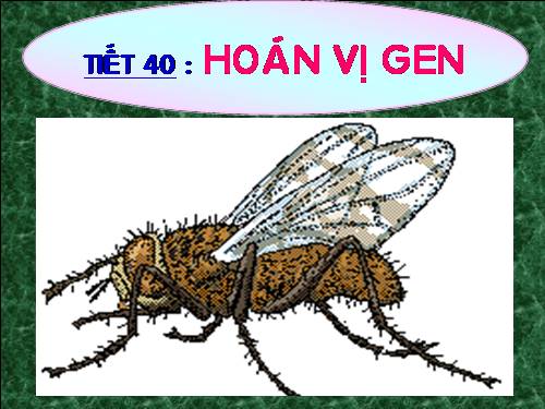 Bài 11. Liên kết gen và hoán vị gen