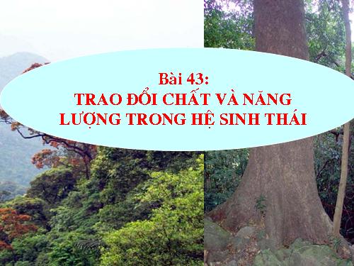 Bài 43. Trao đổi vật chất trong hệ sinh thái