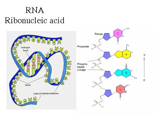 RNA - cau tao, qua trinh phien ma