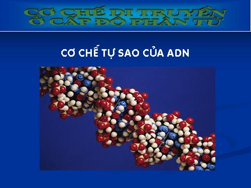 Cơ chế tự sao của ADN