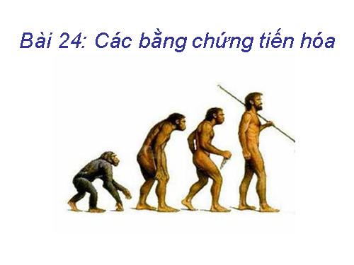 Bài 24. Các bằng chứng tiến hoá