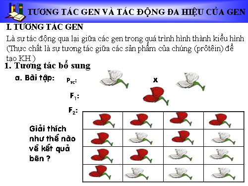 Bài 10. Tương tác gen và tác động đa hiệu của gen