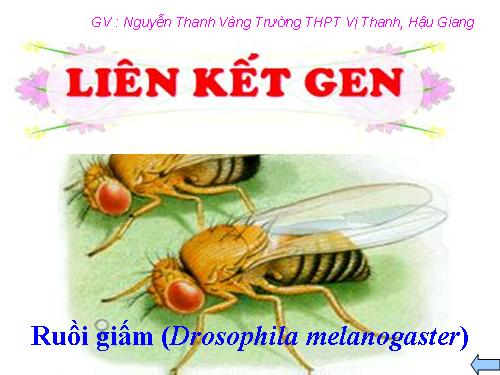 Bài 11. Liên kết gen và hoán vị gen