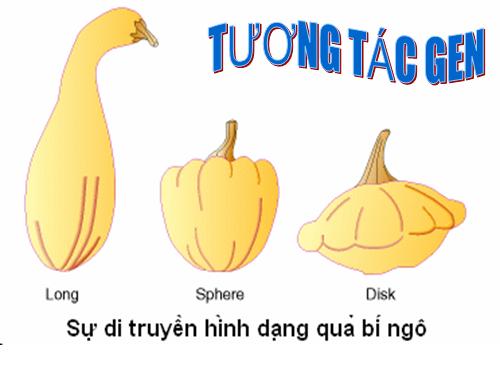 Bài 10. Tương tác gen và tác động đa hiệu của gen