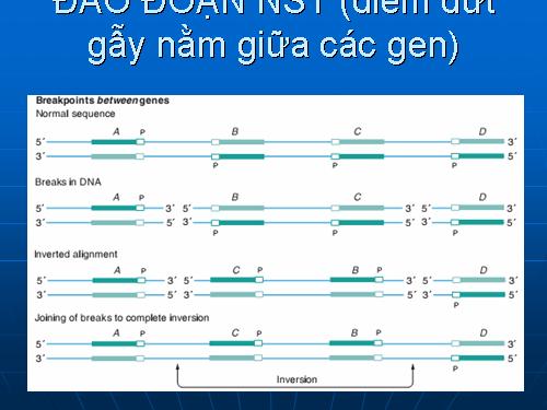 Đột biến cấu trúc NST (Tài liệu của thầy Lập)