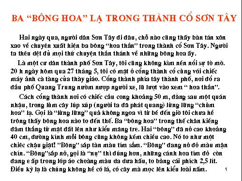 Hoa la trong thanh co Son Tay