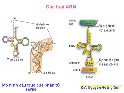 Cơ chế tổng hợpARN