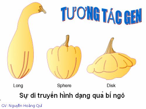 Bài 10. Tương tác gen và tác động đa hiệu của gen