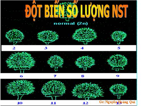 Bài 6. Đột biến số lượng nhiễm sắc thể