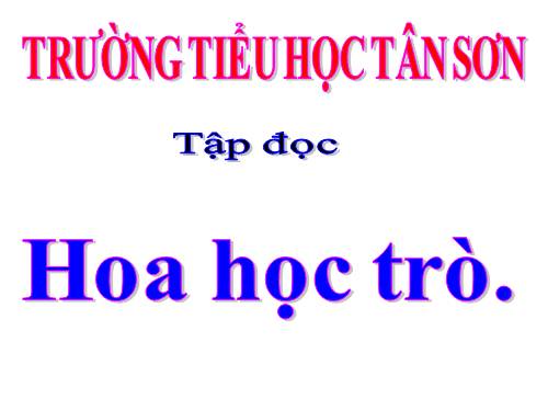 Tuần 23. Hoa học trò