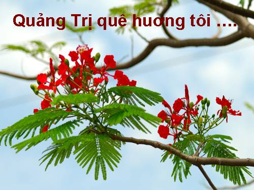 QUẢNG TRỊ QUÊ HƯƠNG (TẶNG EM )