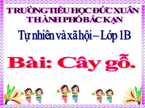 Bài 24. Cây gỗ