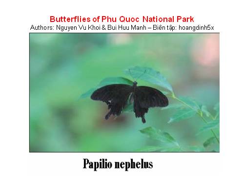 Butterflies of Phu Quoc National Park