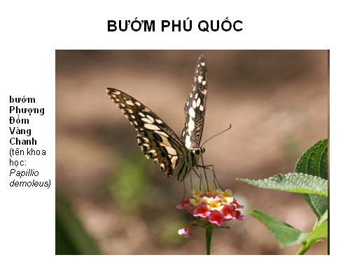 Bướm Phú Quốc