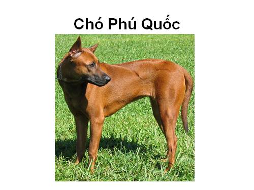 Chó  Phú Quốc