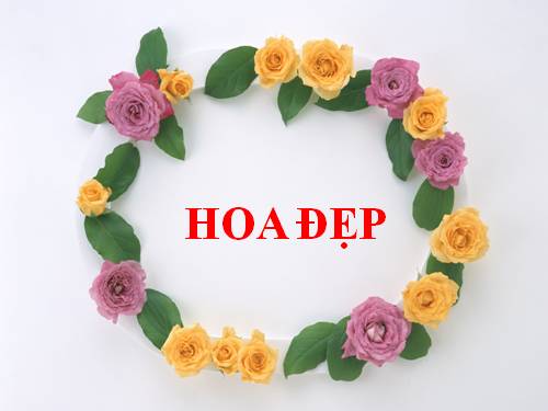 Hoa đẹp