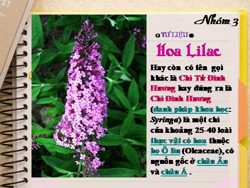 Tư liệu hoa Lilac ( Đàn ghitar của lorca )