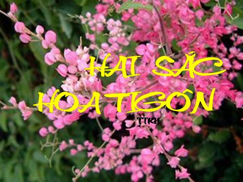 HAI SAC HOA TIGON