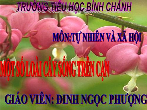 Bài 25. Một số loài cây sống trên cạn