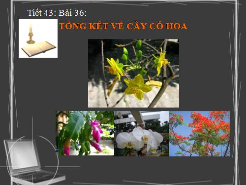 Bài 36. Tổng kết về cây có hoa