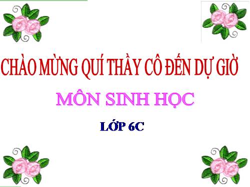 Bài 48. Vai trò của thực vật đối với động vật và đối với đời sống con người