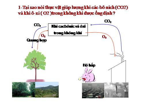 Bài 47. Thực vật bảo vệ đất và nguồn nước