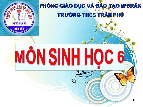 Bài 24. Phần lớn nước vào cây đi đâu?