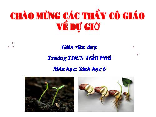 Bài 33. Hạt và các bộ phận của hạt