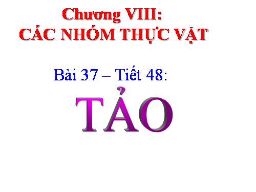 Bài 37. Tảo