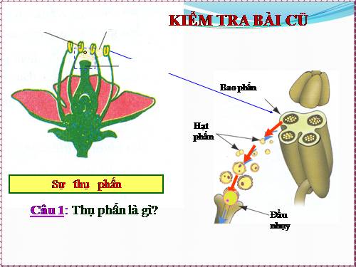 Bài 31. Thụ tinh, kết hạt và tạo quả