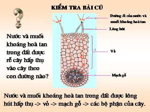 Bài 12. Biến dạng của rễ