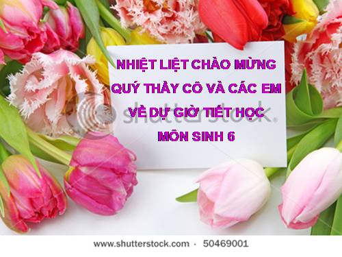 Bài 24. Phần lớn nước vào cây đi đâu?