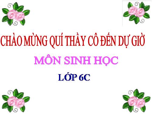 Bài 19. Đặc điểm bên ngoài của lá