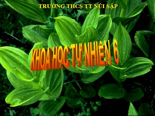 QUANG HỢP Ở CÂY XANH