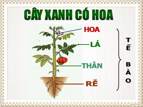 bài 35 ôn tập học kì 1