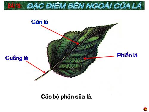 Bài 19. Đặc điểm bên ngoài của lá