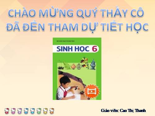 Bài 20. Cấu tạo trong của phiến lá