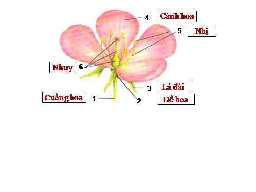 Bài 28. Cấu tạo và chức năng của hoa