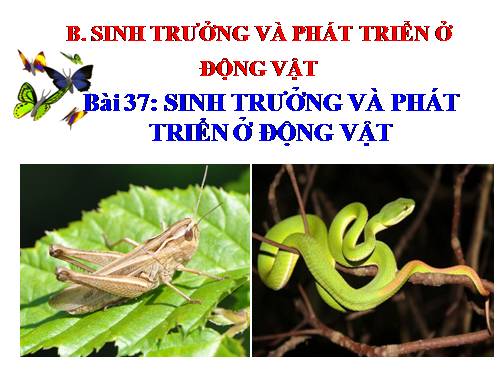 Bài 37. Sinh trưởng và phát triển ở động vật