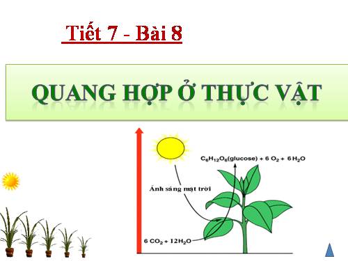 Bài 2. Vận chuyển các chất trong cây