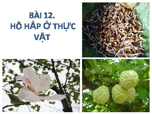 Bài 12. Hô hấp ở thực vật