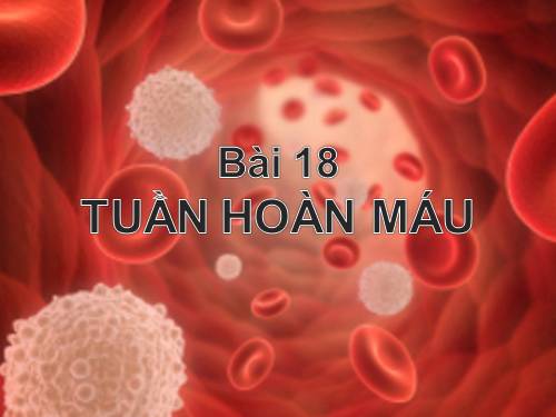 Bài 18. Tuần hoàn máu