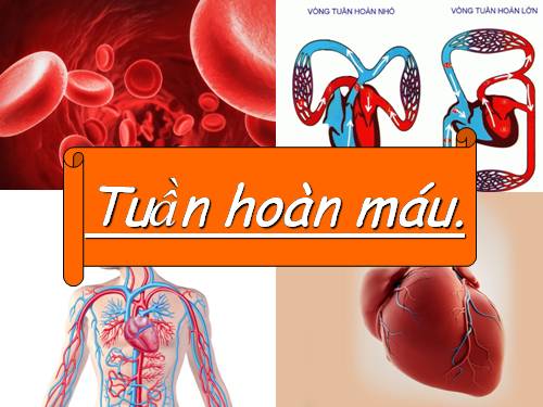 Bài 18. Tuần hoàn máu