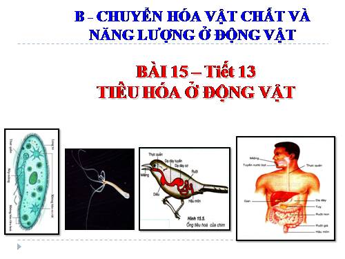 Bài 15. Tiêu hoá ở động vật