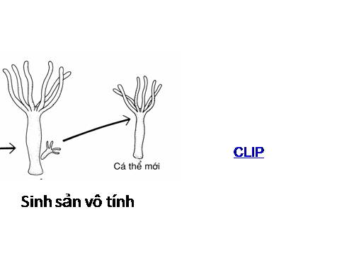 Bài 45. Sinh sản hữu tính ở động vật