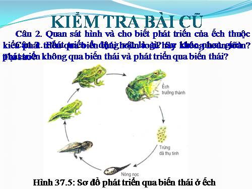 Bài 38. Các nhân tố ảnh hưởng đến sinh trưởng và phát triển ở động vật