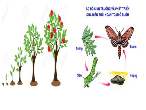 Bài 37. Sinh trưởng và phát triển ở động vật