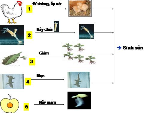 Bài 41. Sinh sản vô tính ở thực vật