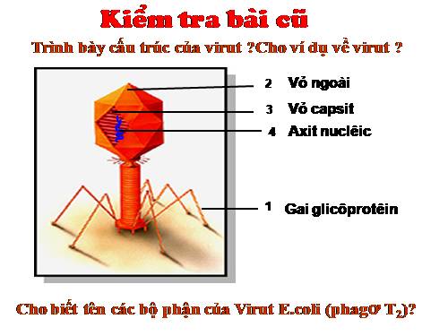 Bài 18. Tuần hoàn máu